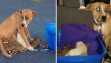 Photo of Mama Dog & Her 9 Babies Dumped Like Trash In A Church Parking Lot