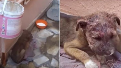 Photo of Stray Baby Slept In Alleyway On Dirty Mat When Mama Rejected His Infection