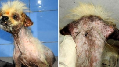 Photo of Dog’s Microchip Surgically Removed Before Dumping So Owner Wouldn’t Be Traced
