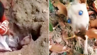 Photo of Cloudy-Eyed Dog Battled To See Unfair World, Dug A Dirt Hole & Resigned To Die