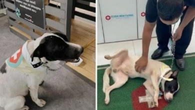 Photo of Street Dog Finds His Dream Home In A Pharmacy And Now Happily Serves Customers