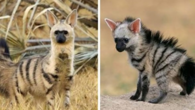 Photo of Meet The Aardwolf, The Cutest Mammals That You Most Likely Never Heard Of
