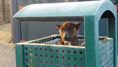 Photo of Shivering Dog Peeks Head Out From City Garbage Can & Pleads For Worker To Help