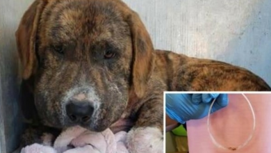 Photo of Friendly Dog Discovered With Swollen Head & Zip Ties Bound Deep Into His Neck