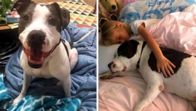 Photo of Dog Was Labeled “Bad With Kids” And Thrown Out, But He Wants To Prove Them Wrong