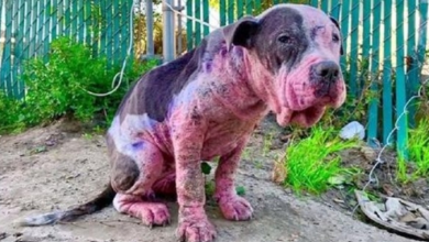 Photo of Dog is beaten, spray-painted and burned for fun. He Is So Scared and Sad