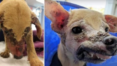 Photo of Felon Severely Scalded Pup, Dumped Him On Secluded Dirt Road To Blister & Rot