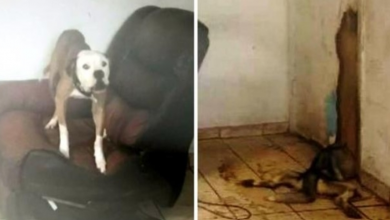 Photo of Dogs Were Locked Away In A Feces Filled Home, Forced To Watch Their Sibling Die