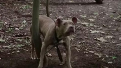 Photo of Abandoned Pit Bull Tied Up to Tree For Days Learning to Trust Again