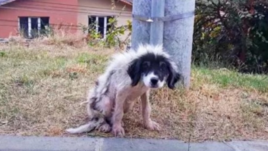 Photo of Locked-Out For Being A Nuisance, He Weakened & Lost Fur As He Shivered In Cold