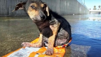 Photo of Monster Strangles Sick Dog, Chops Off His Leg & Tosses Him 30ft Down Into River
