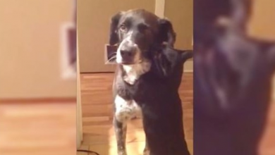 Photo of Dog Returns Home After 10 Days & Heartbroken Cat Gives Him The Sweetest Welcome