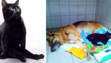 Photo of Paralyzed Cat Drags Himself Around To Cuddle With Sick Dogs And Comforts Them