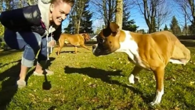 Photo of This Two-Legged Boxer Can Do the Unthinkable