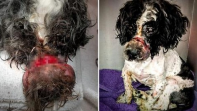 Photo of Monsters Tied His Snout Shut With Rubberbands, Pus Painfully Oozed Out For Weeks