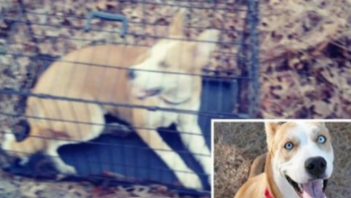 Photo of Siberian Husky Mix Dumped In Middle Of Woods Inside Kennel & Left To Die Alone