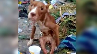 Photo of Owner Discards Disabled Dog In Landfill & Proves Human Brutality Is Limitless