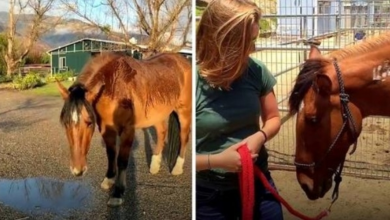 Photo of Everyone Said They Were Too Busy To Help The Horse, Until One Woman Spotted Him