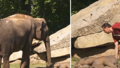 Photo of When The Worried Mama Elephant Can’t Wake Her Calf, A Keeper Runs Over To Help