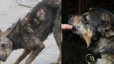 Photo of Couple Sees Photo Of A “Zombie” Dog On The Street And Rushes To Save Her Despite Criticism !