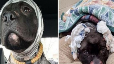 Photo of Pit Bull Was Repeatedly Malformed, Abandoned In Dirt, But Still Wags His Tail For Passersby !