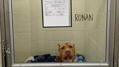 Photo of Long-Term Shelter Pup Put Paw Up On Glass As People Walked Past Kennel For Months