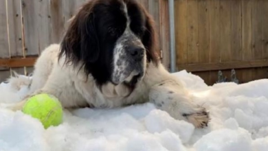 Photo of Dying Dog Plays One Last Roll In Snowbank Thanks To Ice Skating Rink