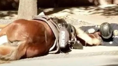 Photo of Police Officer Lies On Street Beside Dying Horse, After Being Hit By Cement Truck