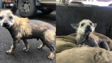 Photo of Elderly Hairless Dog Found Abandoned On Dirt Road Asking For Help