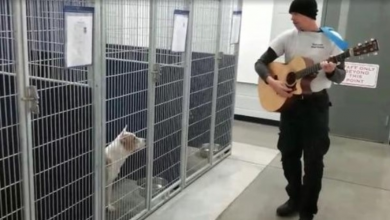 Photo of Man sings to calm dogs in the shelter and his attitude has helped the adoptions