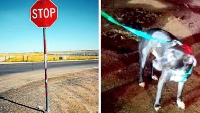 Photo of Owner Ties Dog To Street Sign & Drives Off, Shivering Dog Cries All Night Long