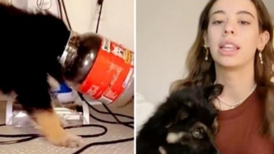 Photo of TikTok Superstar’s Dog Gets Head Stuck In Jar & She Laughs Instead Of Helping