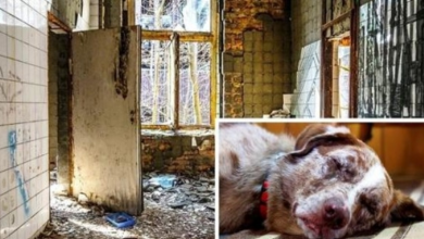 Photo of Owners Lock Dog In Tiny Metal Cage And Leave Him In Filthy Apartment For Weeks