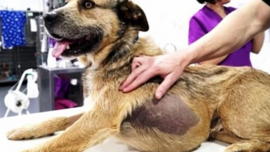 Photo of Dumped Dog Walks Into Human Hospital With Something Massive Growing Inside Him