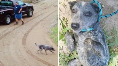 Photo of Dog Waits 9 Hours For Owner’s Return After He’s Dumped In The Middle Of Nowhere