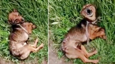 Photo of Brutalized Puppy Hog Tied With Wire & Rope And Thrown In Graveyard, Screamed Out