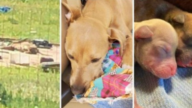 Photo of Owner Spits On Malnourished Dog While In Labor & Vomiting Maggots