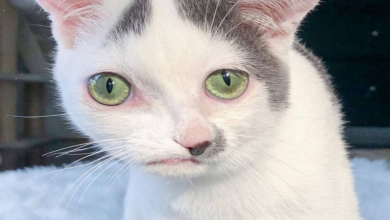 Photo of Kitten Melts Everyone’s Hearts With His Perfectly Imperfect Face And Beautiful Heart
