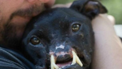 Photo of Abused Pit Bull With Half A Face Defies All Odds And Learns To Walk Again