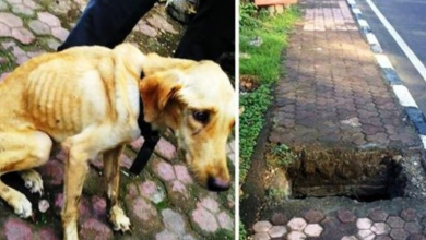 Photo of Dog Cries For Help From A Flooded Sewer After Owner Throws Her Down A Manhole