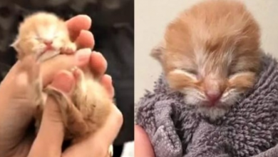 Photo of Man Leaves Sick Baby In Tissue Box At Pet Shop, They Call In Kitten Miracle-Worker