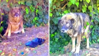 Photo of Horrible Owner Dumps Sick Senior Dog In A Park, Dog Cries As He Waits For Owner