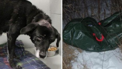 Photo of Wounded And Abandoned Dog Hidden In Duffle Bag Gets The Love And Justice She Deserves