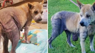 Photo of Woman’s Family Dumps Her Dog With Huge Abdominal Tumor In Abandoned Field