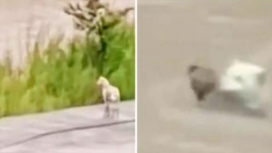 Photo of Heroic Mama Dog Jumps Into Dangerous Floodwaters Trying To Reach Her Baby