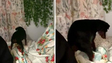 Photo of Senior Rescue Dog Won’t Accept Help And Chooses To Tuck Herself In Every Night