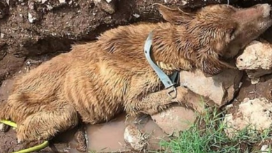Photo of Lady Finds Dying Dog On Her Property, Ignores Her For Days Before Getting Help
