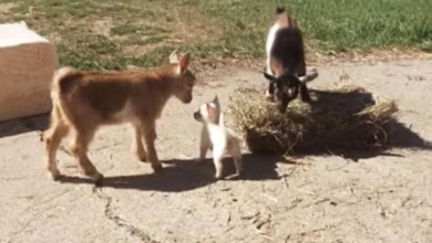 Photo of Farm Adopted A Tiny Puppy And Then Introduced Her To The Baby Goats