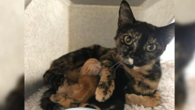 Photo of Pregnant Cat Abandoned In Woodlands Is Found By Dog Walker And Gives Birth To Two Healthy Kittens