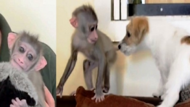 Photo of Baby Monkey Chased Away By Her Own Mother, Finds Solace In A Puppy’s Friendship
